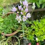 Allium roseum Blomst