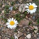 Leucanthemum vulgareÕis