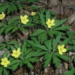 Anemone ranunculoides Other