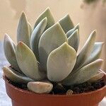 Echeveria laui ഇല