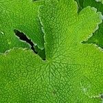 Geranium renardii Leaf