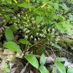 Aralia nudicaulis Virág