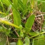 Gentiana acaulis Hoja