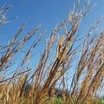 Andropogon gerardi Leaf