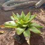 Agave shaferi Листок