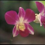 Dendrobium victoriae-reginae പുഷ്പം