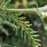 Achillea × roseoalba Leaf