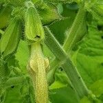 Salvia glutinosa Blüte