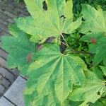 Acer circinatum পাতা