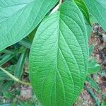 Piper aduncum Leaf