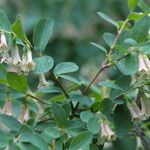 Symphoricarpos rotundifolius Hábitos