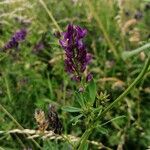 Medicago sativaFlower