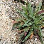 Pilosella piloselloides Leaf