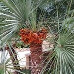 Chamaerops humilis Fruto