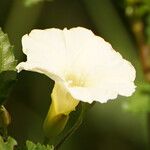 Distimake quinquefolius Flower