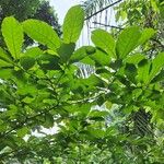 Terminalia superba Otro