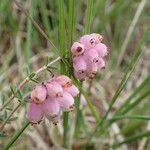 Erica tetralix Blomma