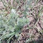 Artemisia frigida 葉