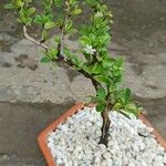 Serissa japonica Hoja