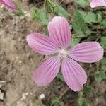 Malope malacoides Flower