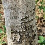 Stillingia lineata Bark