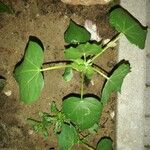 Gossypium herbaceum Leaf