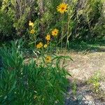 Helianthus pauciflorusआदत