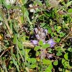 Orobanche purpurea Virág