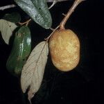 Theobroma subincanum Fruit