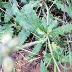 Salvia × sylvestris Leaf