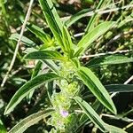 Meiosperma bracteatum Φύλλο