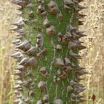 Ceiba pentandra Écorce