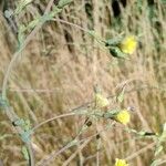 Lactuca serriolaFlower