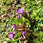 Gentianella germanica Folha