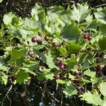 Crataegus douglasii फल