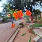 Caesalpinia pulcherrima Fleur