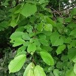 Ulmus glabra Blad