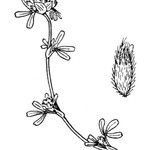 Trifolium saxatile Іншае