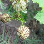 Hibiscus trionum Fruit