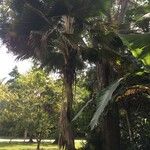 Pritchardia pacifica List