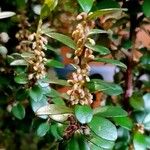 Myrsine africana Fula