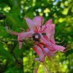 Rhododendron periclymenoides ᱵᱟᱦᱟ