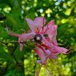 Rhododendron periclymenoides 花