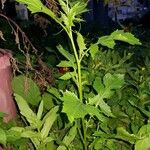 Sisymbrium erysimoides Leaf