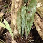 Asplenium africanum Lehti