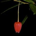 Crinodendron hookerianum Fleur