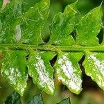 Polystichum luctuosum Folha