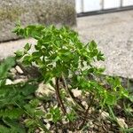 Euphorbia peplus ഇല