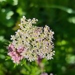 Mutellina adonidifolia 花