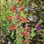 Salvia roemeriana Flor